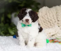 Dusty, a male Portuguese Water Dog for sale in Bolivar, OH – Photo 1 of 7