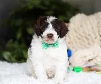 Dusty, a male Portuguese Water Dog for sale in Bolivar, OH – Photo 2 of 7