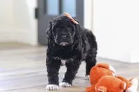 Jenna, a female Portuguese Water Dog for sale in Bolivar, OH – Photo 3 of 8