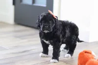 Jenna, a female Portuguese Water Dog for sale in Bolivar, OH – Photo 4 of 8