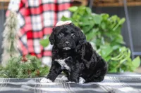 Jenna, a female Portuguese Water Dog for sale in Bolivar, OH – Photo 2 of 8