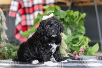 Jenna, a female Portuguese Water Dog for sale in Bolivar, OH – Photo 5 of 8