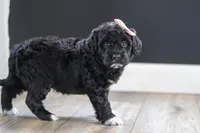 Jenna, a female Portuguese Water Dog for sale in Bolivar, OH – Photo 6 of 8