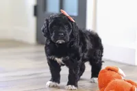 Jenna, a female Portuguese Water Dog for sale in Bolivar, OH – Photo 7 of 8