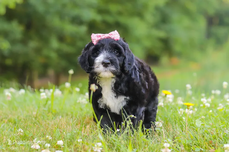Lavender – Portuguese Water Dog puppy for sale in Bolivar, OH
