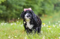 Lavender, a female Portuguese Water Dog for sale in Bolivar, OH – 1 of 7