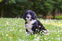 Beau, a male Portuguese Water Dog for sale in Bolivar, OH – 6 of 7