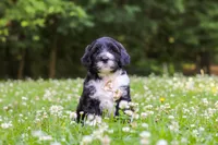 Beau, a male Portuguese Water Dog for sale in Bolivar, OH – 5 of 7