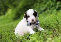 Decker, a male Portuguese Water Dog for sale in Bolivar, OH – Photo 6 of 6