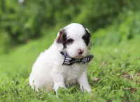 Decker, a male Portuguese Water Dog for sale in Bolivar, OH – Photo 2 of 6