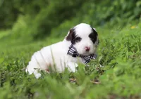 Decker, a male Portuguese Water Dog for sale in Bolivar, OH – Photo 4 of 6