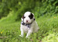 Decker, a male Portuguese Water Dog for sale in Bolivar, OH – Photo 3 of 6