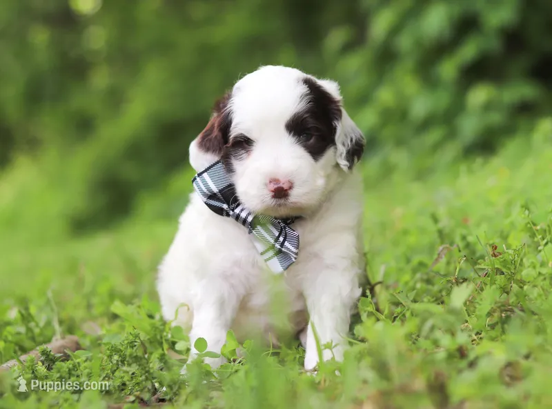 Decker, a male Portuguese Water Dog for sale in Bolivar, OH – Photo 1 of 6