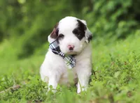 Decker, a male Portuguese Water Dog for sale in Bolivar, OH – Photo 1 of 6