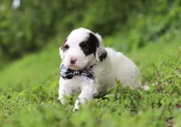 Decker, a male Portuguese Water Dog for sale in Bolivar, OH – Photo 5 of 6