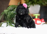 Dawn, a female Portuguese Water Dog for sale in Bolivar, OH – Photo 3 of 6