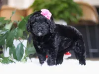 Dawn, a female Portuguese Water Dog for sale in Bolivar, OH – Photo 6 of 6