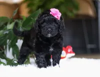 Dawn, a female Portuguese Water Dog for sale in Bolivar, OH – Photo 4 of 6