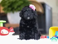 Dawn, a female Portuguese Water Dog for sale in Bolivar, OH – Photo 5 of 6