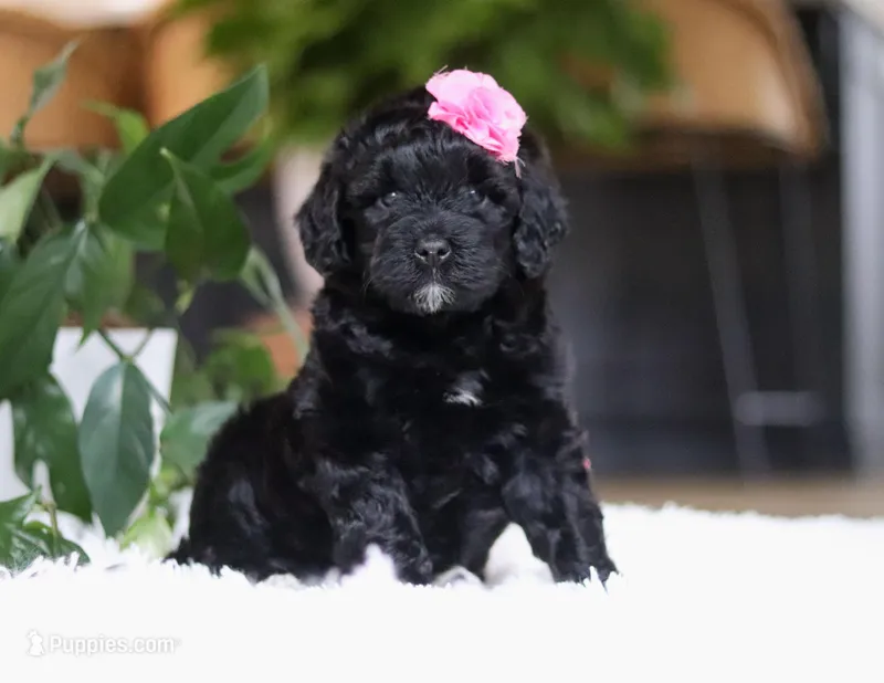 Dawn, a female Portuguese Water Dog for sale in Bolivar, OH – Photo 1 of 6