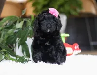 Dawn, a female Portuguese Water Dog for sale in Bolivar, OH – Photo 2 of 6