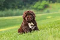 River, a male Portuguese Water Dog for sale in Bolivar, OH – 4 of 7