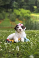Rosie, a female Portuguese Water Dog for sale in Bolivar, OH – 6 of 7