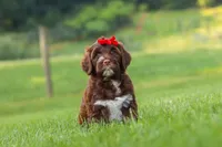 Breeze, a female Portuguese Water Dog for sale in Bolivar, OH – 2 of 6
