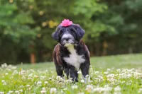 Grace, a female Portuguese Water Dog for sale in Bolivar, OH – 4 of 7