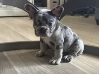 Bouda, a male French Bulldog for sale in Kingwood, TX – 3 of 5