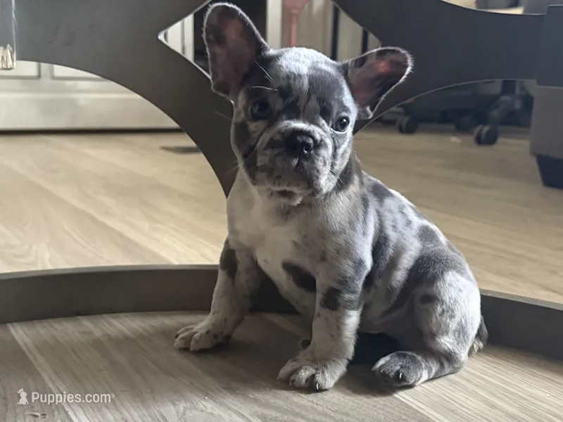 Bouda – French Bulldog puppy for sale in Kingwood, TX