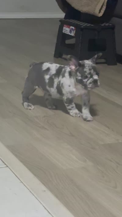 Bouda, a male French Bulldog for sale in Kingwood, TX – 4 of 5