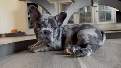 Bouda, a male French Bulldog for sale in Kingwood, TX – 5 of 5