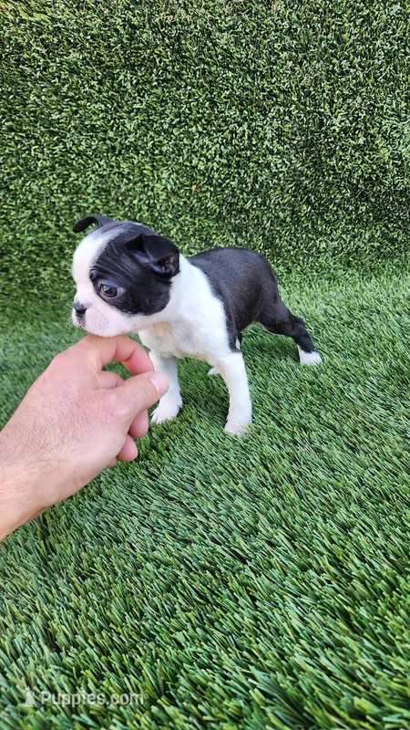 Female (3), a female Boston Terrier for sale in San Fernando, CA – Photo 1 of 1