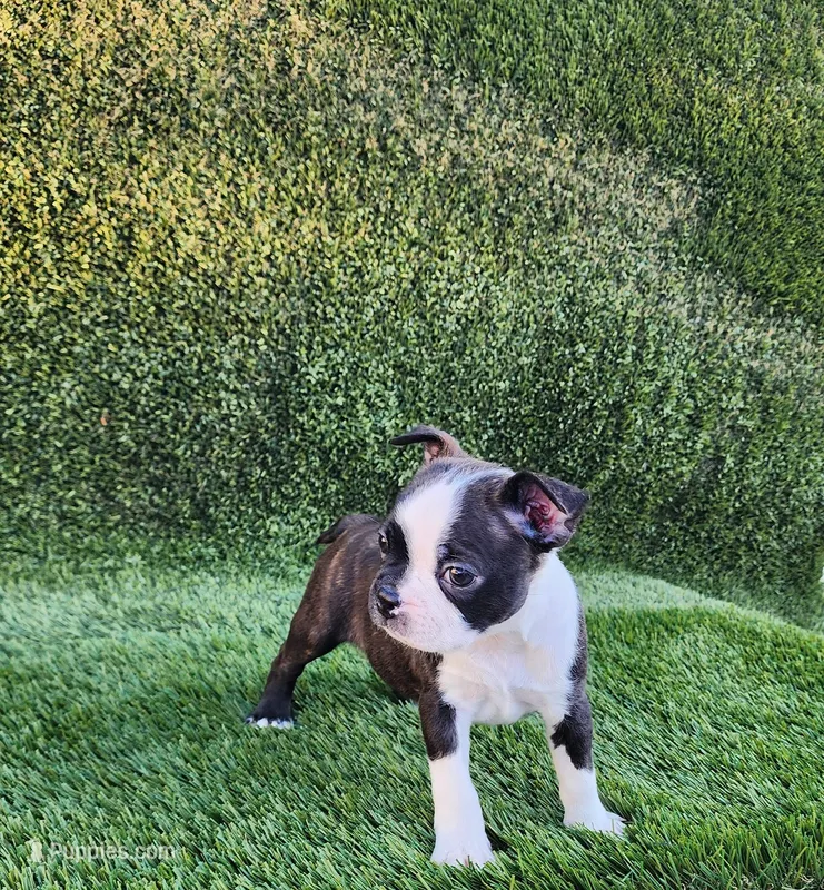 Female (5), a female Boston Terrier for sale in San Fernando, CA – Photo 1 of 1