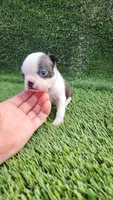 Female #2, a female Boston Terrier for sale in San Fernando, CA – Photo 2 of 4