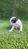 Female #2, a female Boston Terrier for sale in San Fernando, CA – Photo 3 of 4