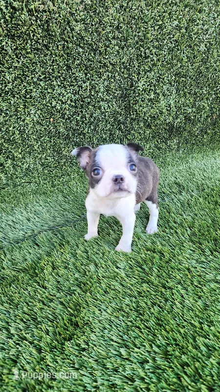 Female (2), a female Boston Terrier for sale in San Fernando, CA – Photo 1 of 1