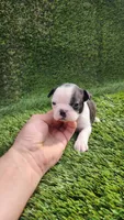 Female #3, a female Boston Terrier for sale in San Fernando, CA – Photo 1 of 4