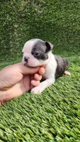 Female #3, a female Boston Terrier for sale in San Fernando, CA – Photo 2 of 4