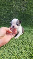Female #2, a female Boston Terrier for sale in San Fernando, CA – Photo 1 of 4