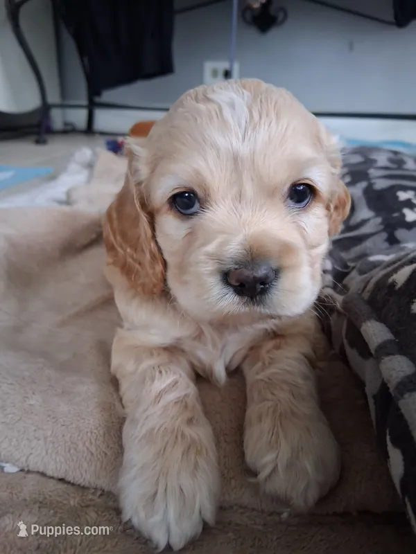 Oliver – Cocker Spaniel puppy for sale in Montevallo, AL