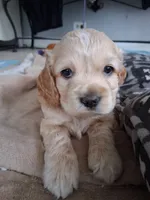 Oliver, a male Cocker Spaniel for sale in Montevallo, AL – 1 of 1