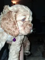 Penny, a female Cocker Spaniel for sale in Montevallo, AL – Photo 6 of 6