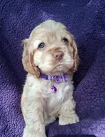 Penny, a female Cocker Spaniel for sale in Montevallo, AL – Photo 2 of 6