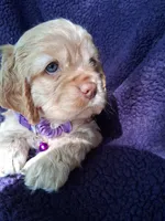 Penny, a female Cocker Spaniel for sale in Montevallo, AL – Photo 5 of 6