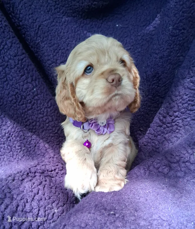 Penny – Cocker Spaniel puppy for sale in Montevallo, AL