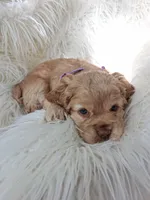 Penny, a female Cocker Spaniel for sale in Montevallo, AL – Photo 3 of 6