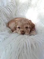 Penny, a female Cocker Spaniel for sale in Montevallo, AL – Photo 4 of 6