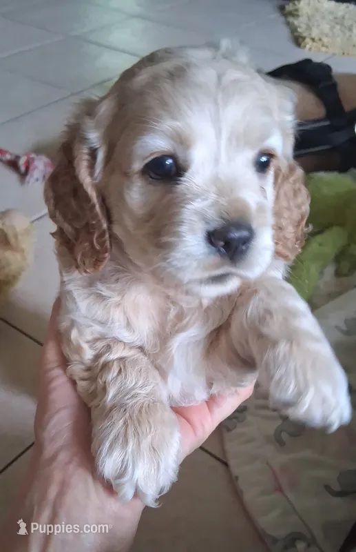 Oliver – Cocker Spaniel puppy for sale in Montevallo, AL